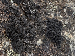 Umbilicaria muhlenbergii