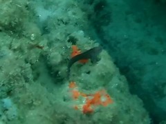 Malacoctenus macropus