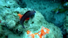 Malacoctenus macropus