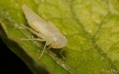 Sibovia sagata