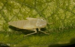 Sibovia sagata
