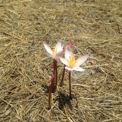 Zephyranthes fosteri