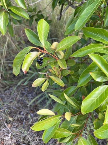 Citharexylum spinosum