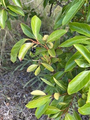 Citharexylum spinosum