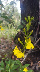 Goodenia decurrens