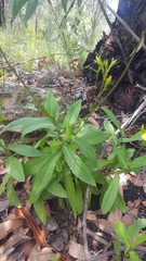 Goodenia decurrens