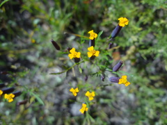 Tagetes multiflora