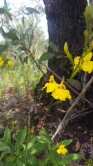 Goodenia decurrens