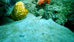 Coryphopterus dicrus