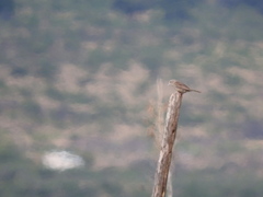 Peucaea botterii arizonae