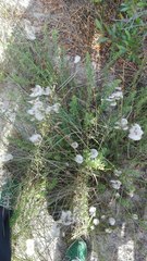 Androtrichum trigynum