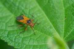 Hypselonotus bitrianguliger
