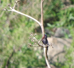 Passerina versicolor dickeyae