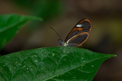 Ithomia agnosia zikani