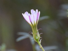 Rafinesquia californica