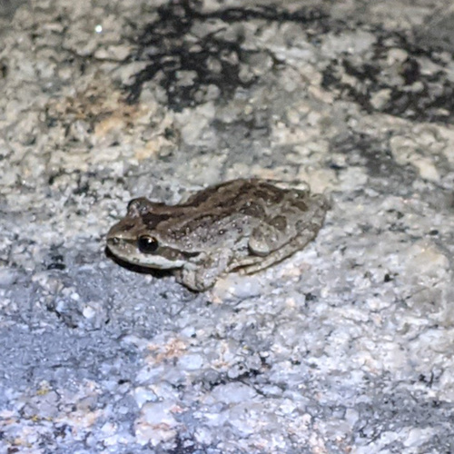 iNaturalist observation photo of Pacific chorus frog