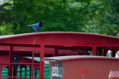 Cyanocorax caeruleus