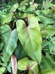 Philodendron erubescens