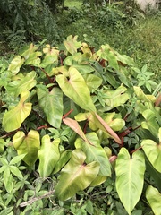 Philodendron erubescens