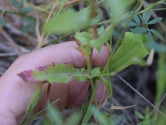 Rafinesquia californica