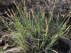 Carex barrattii