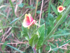 Oenothera epilobiifolia