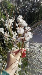 Androtrichum trigynum