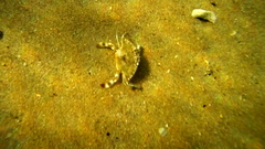 Callinectes ornatus