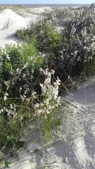 Androtrichum trigynum