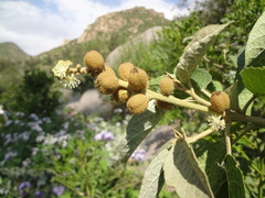Croton ruizianus