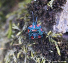 Tylospilus chilensis