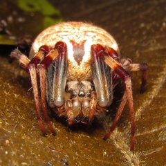 Araneus venatrix