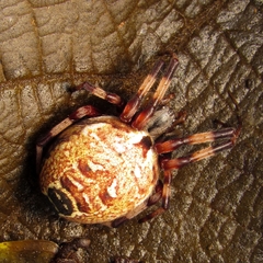 Araneus venatrix