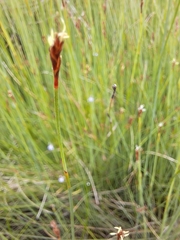 Machaerina juncea