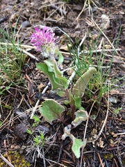 Veronica wyomingensis