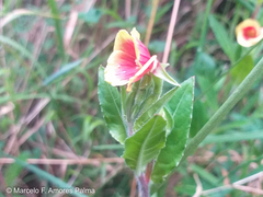 Oenothera epilobiifolia
