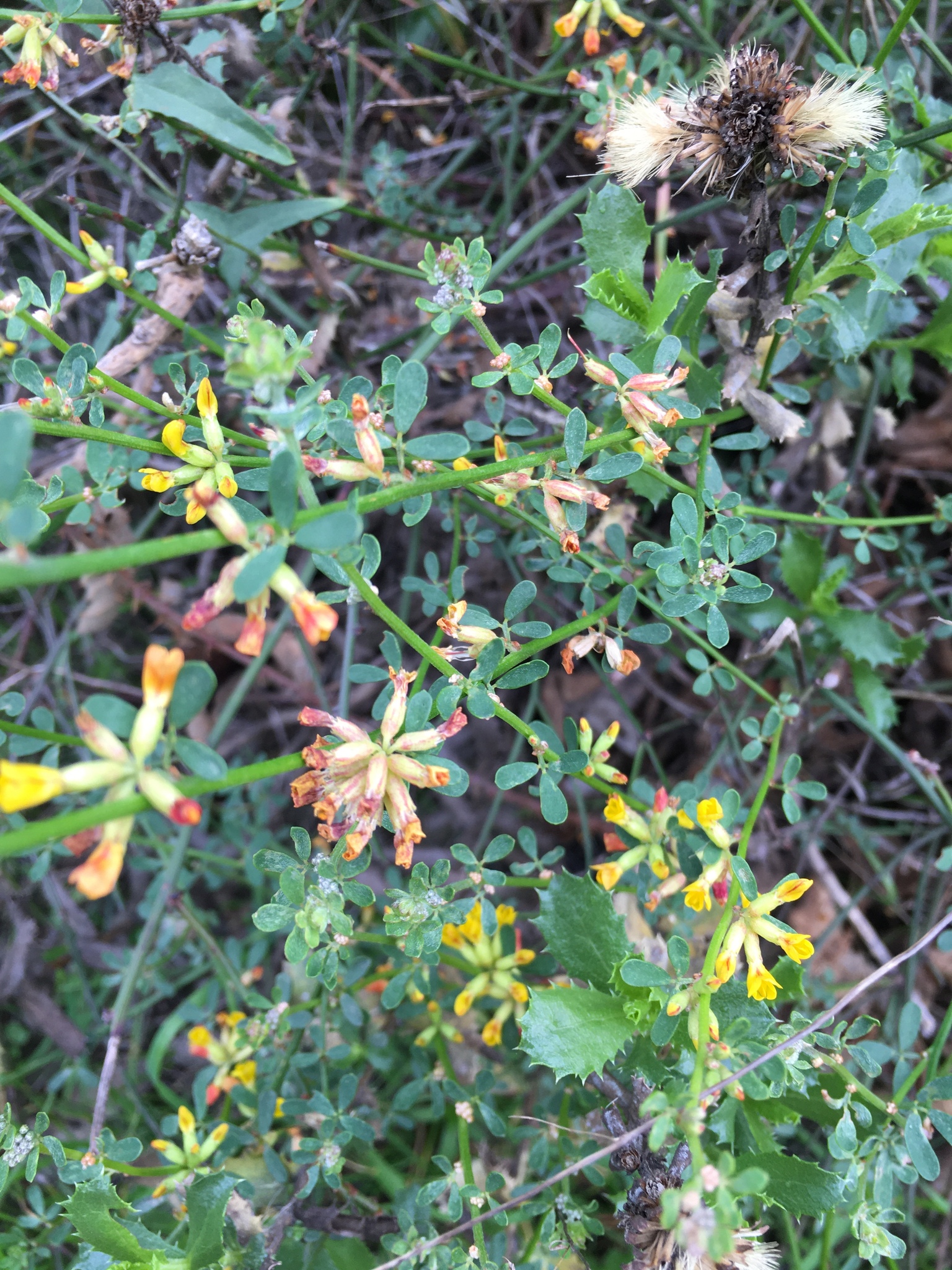 Acmispon junceus var. junceus