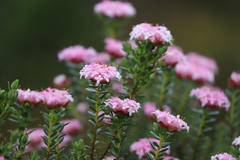 Pimelea ferruginea