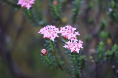 Pimelea ferruginea
