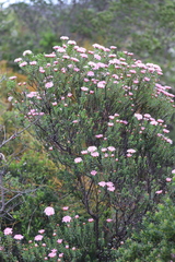 Pimelea ferruginea