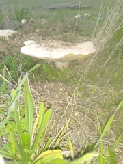 Agaricales