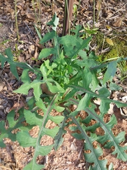 Lactuca hirsuta