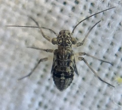 Mesopsocus