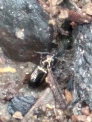 Bembidion lampros