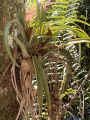 Tillandsia variabilis