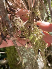 Tillandsia variabilis