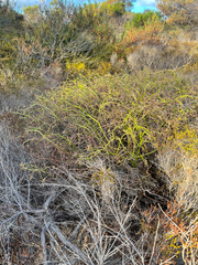 Platysace compressa