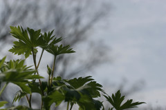 Acer pseudosieboldianum