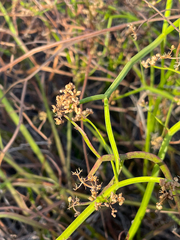 Platysace compressa