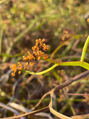 Platysace compressa